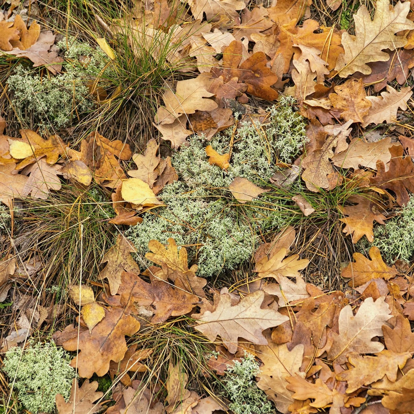 Tuscany Candle Forest Moss